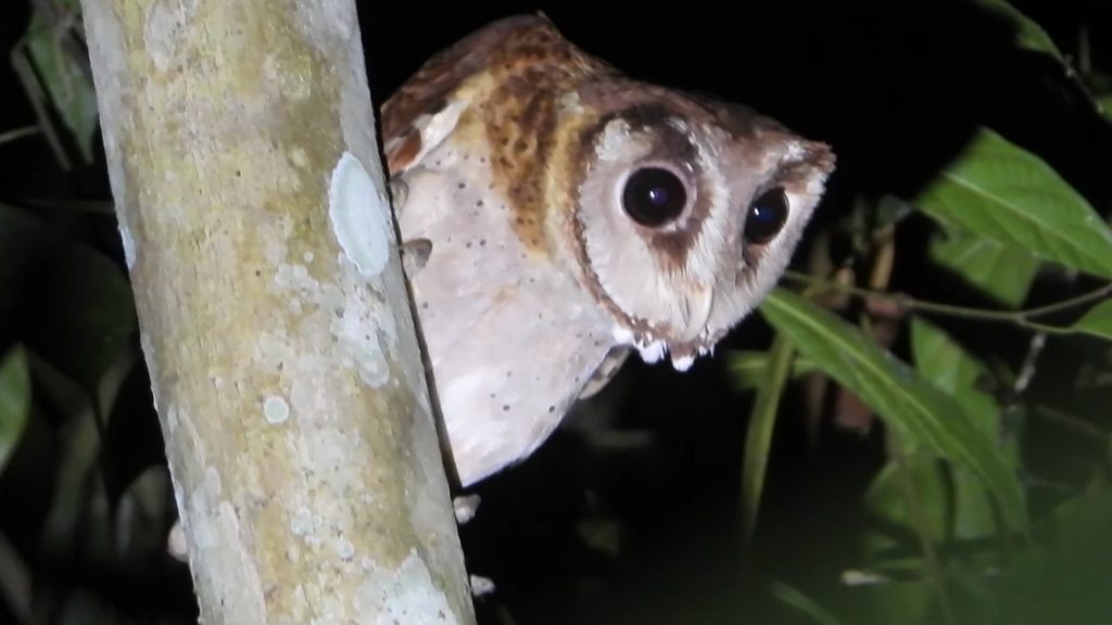 Burung Hantu Obay Oriental Bay Owl