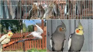 Burung Parkit Australia Falk Harga, Makanan & Jenis