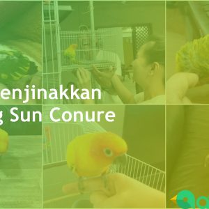 Cara Menjinakkan Burung Sun Conure