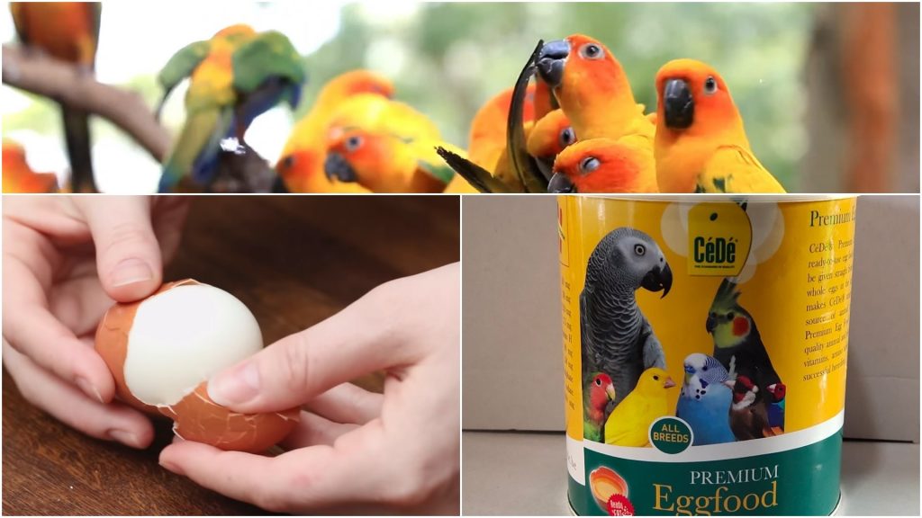 Egg Food Sebagai Pakan Tambahan Untuk Memenuhi Kebutuhan Nutrisi Burung Sun conure Saat Musim Kawin Dan Bertelur