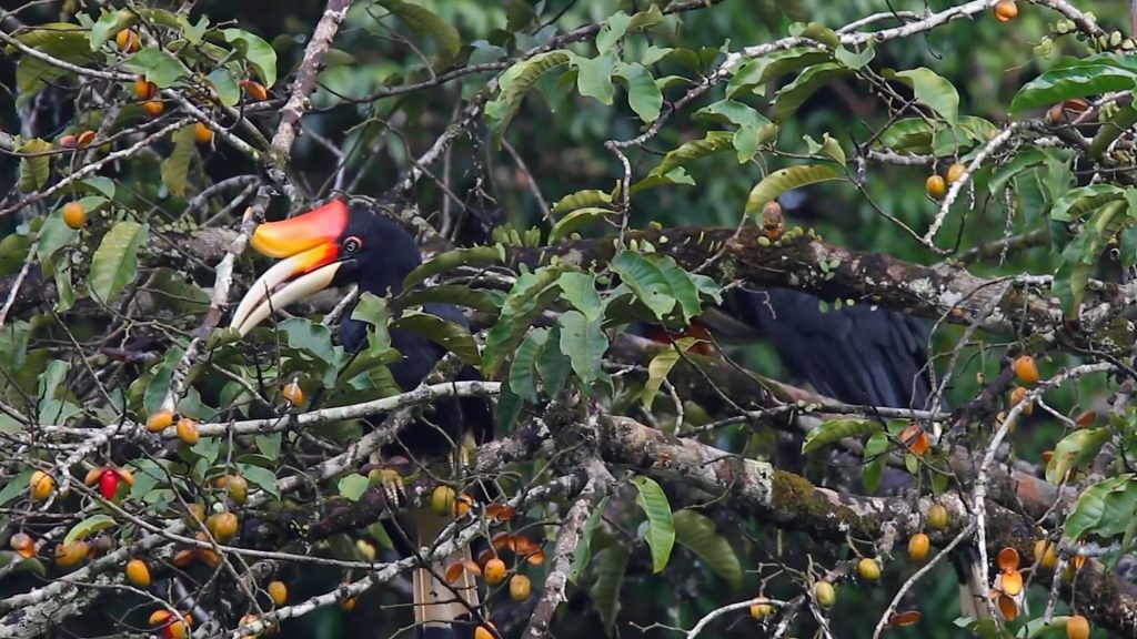 Foto burung rangkong badak - Burung Rangkong Badak Sedang Bertengger Di Pohon Buah
