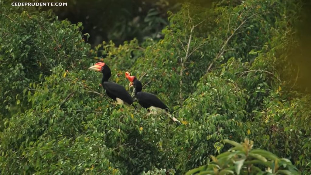 Foto burung rangkong badak - Burung Rangkong Badak Sedang Di Pohon. Cede Prudente