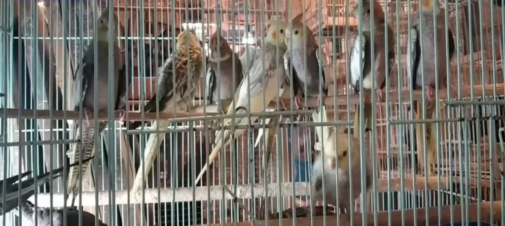 Harga Burung Parkit Australi Atau Falk Di Pasar Burung Pramuka Berkisar Di Rp1.300.000 Per Pasang