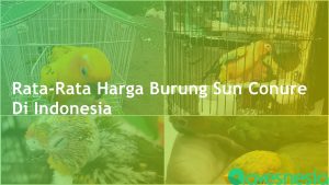 Harga Burung Sun Conure Baby, Jinak & Dewasa 2021