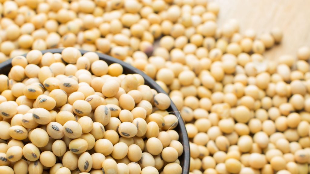 Pemberian Kacang Kedelai Sebagai Makanan Burung Perkutut Agar Stamina Dan Durasi Kicauannya Panjang