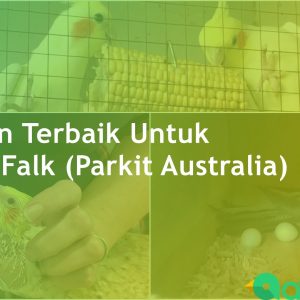 Makanan Burung Falk (Parkit Australia) Anakan & Dewasa