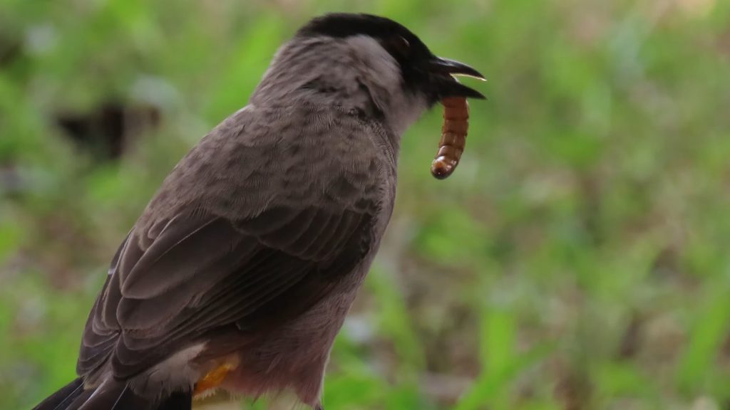Ulat Hongkong Adalah Makanan Burung Kutilang Biar Cepat Gacor