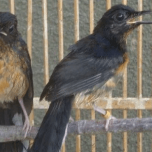 Hal yang Harus Diperhatikan Para Pecinta Burung: Jenis, Cara dan Usia Murai Batu Siap Kawin