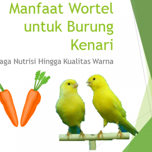 Manfaat Wortel untuk Burung Kenari, Jaga Nutrisi Hingga Kualitas Warna