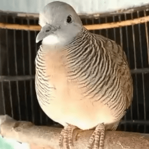 4 Hal Seputar Burung Perkutut Gacor yang Perlu Diketahui Para Pecinta Burung