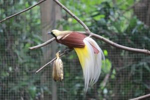 Mengenal Burung Cenderawasih: Fakta, Habitat, dan Perlindungannya