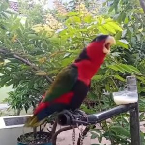 Suara Burung Nuri Kepala Hitam
